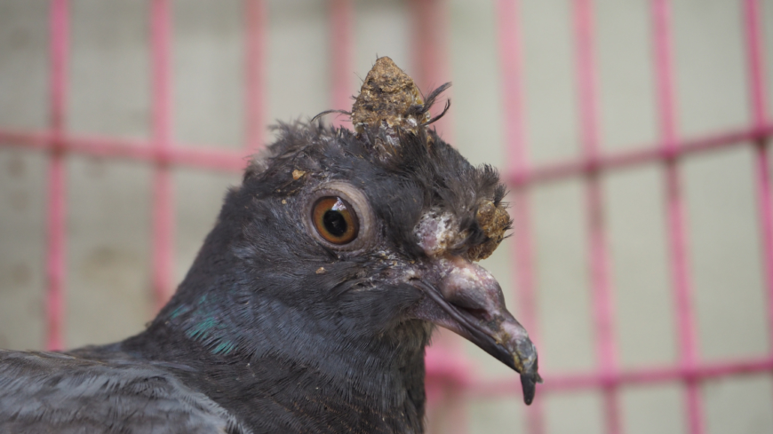 Coronavirus covid-19, SARS & MERS: orsak, symtom & behandling